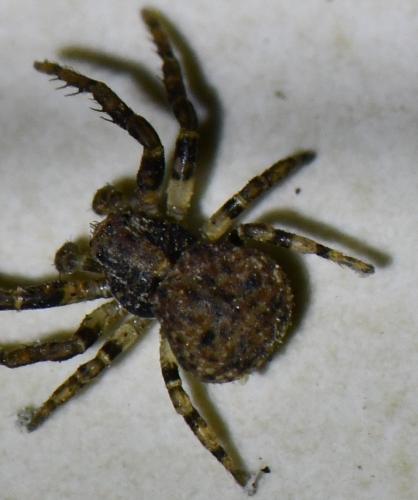 Ozyptila sp.